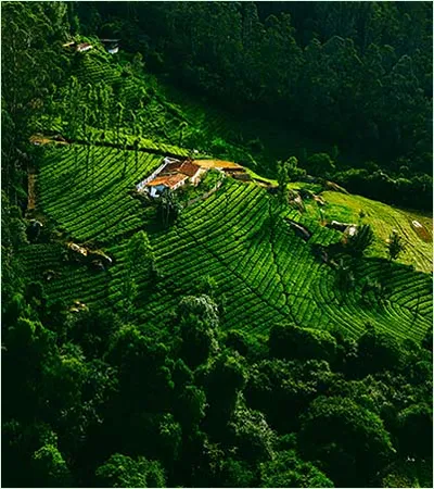BANGALORE – MYSORE – OOTY – KODAIKANAL – COIMBATORE