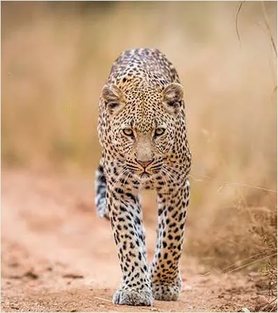 SOUTH AFRICA WITH KRUGAR NATIONAL PARK